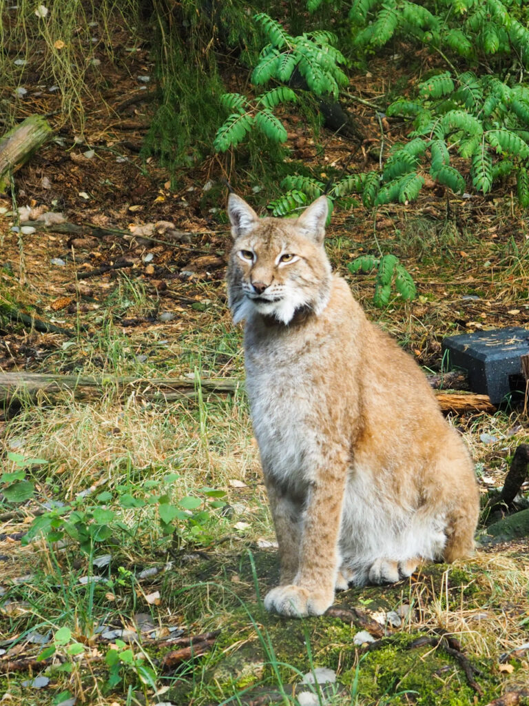Ilves istumassa metsässä Kolmårdenin eläinpuistossa